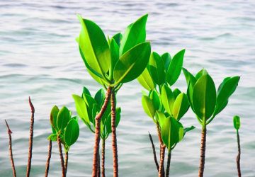 Warisan Hijau Bandar Bakau, Benteng Abrasi, Penyangga Ekonomi