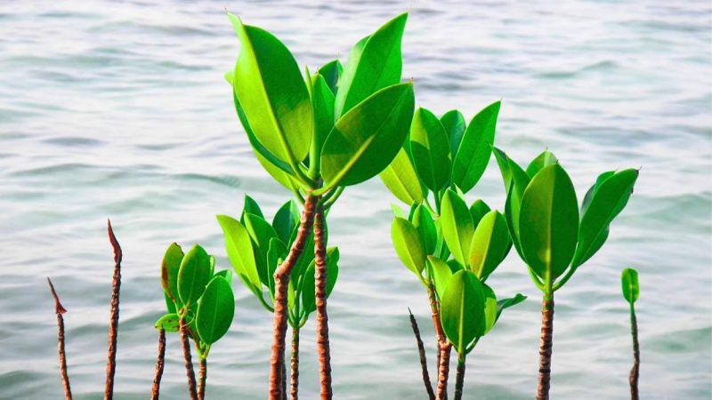 Warisan Hijau Bandar Bakau, Benteng Abrasi, Penyangga Ekonomi