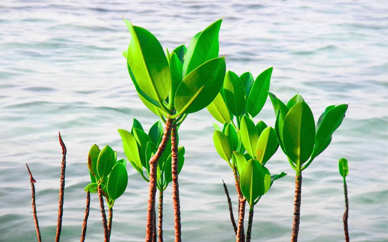 Warisan Hijau Bandar Bakau, Benteng Abrasi, Penyangga Ekonomi