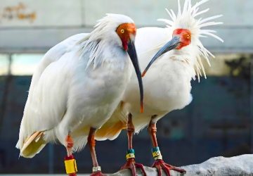 Burung Iblis Jambul Toki Sukses Mudik dan Merajai Langit Pulau Sado