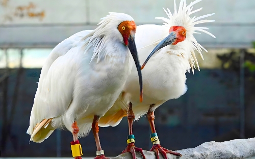 Burung Iblis Jambul Toki Sukses Mudik dan Merajai Langit Pulau Sado