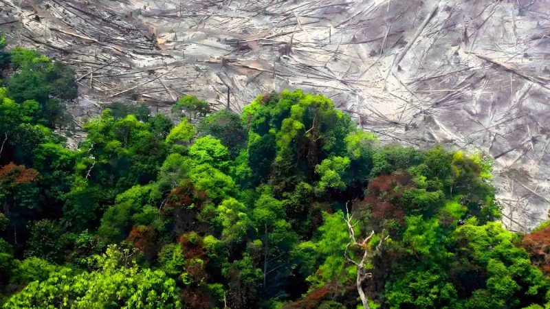 Konflik TNTN Pelalawan, “Semua Bermuara di Pusat”