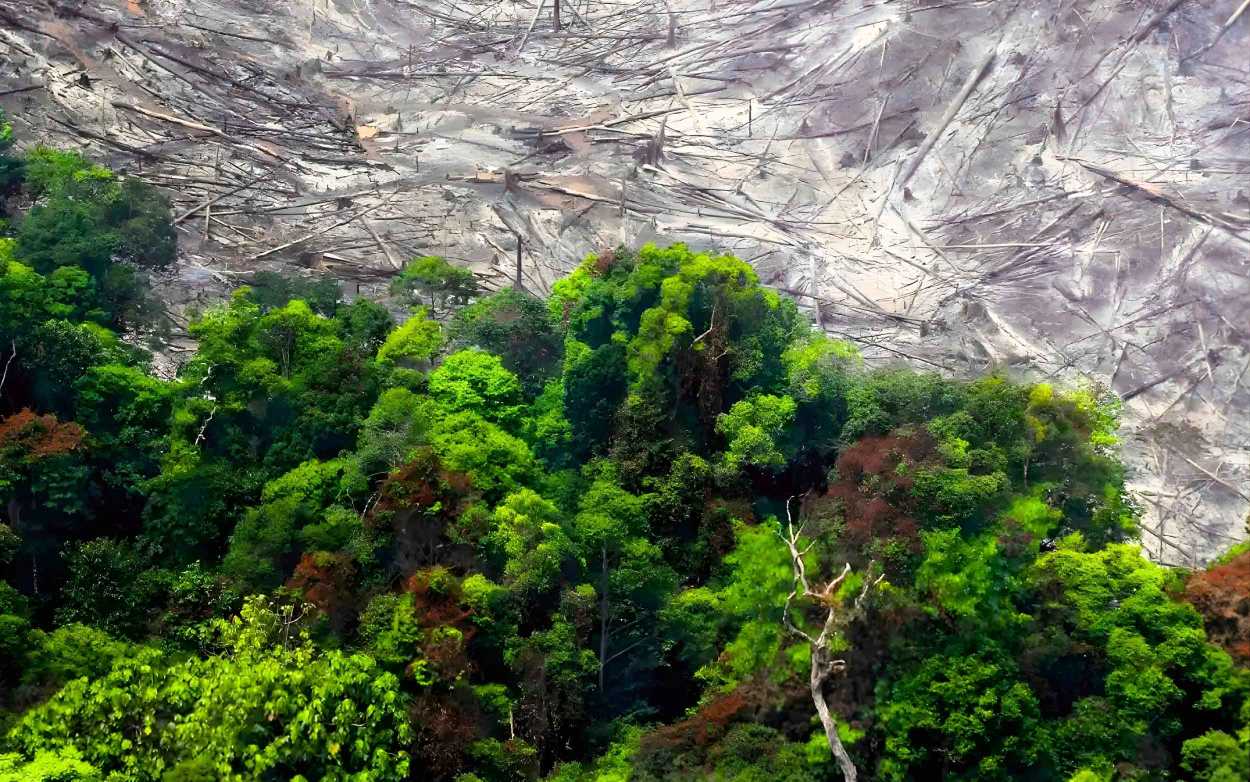 Konflik TNTN Pelalawan, "Semua Bermuara di Pusat"
