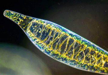 Eksplorasi Mikroalga, dari Laut Indonesia ke Pangan Sehat hingga Bioindustri Global