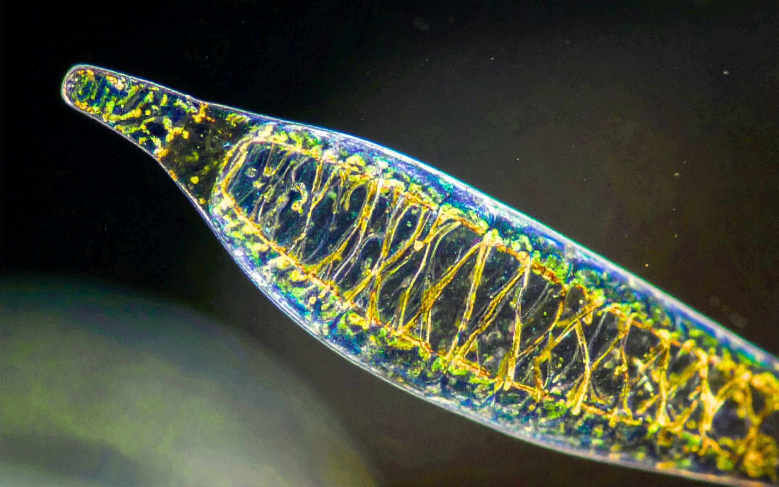 Eksplorasi Mikroalga, dari Laut Indonesia ke Pangan Sehat hingga Bioindustri Global