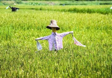 El Nino Godzila Picu Krisis Lingkungan dan Kekeringan Ekstrem, Indonesia dalam Ancaman Krisis Pangan?