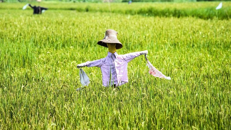 El Nino Godzila Picu Krisis Lingkungan dan Kekeringan Ekstrem, Indonesia dalam Ancaman Krisis Pangan?