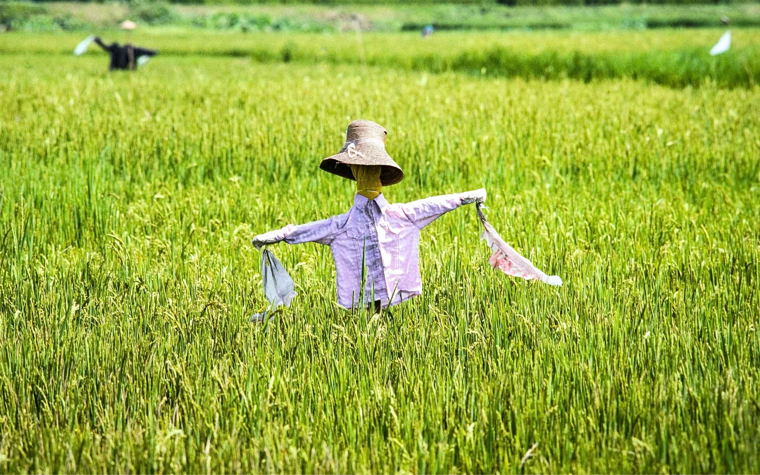 El Nino Godzila Picu Krisis Lingkungan dan Kekeringan Ekstrem, Indonesia dalam Ancaman Krisis Pangan?