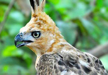 Baru Menetas, Elang Jawa di TNGHS Diberi Nama Garda Nusantara, Apa Filosofinya?