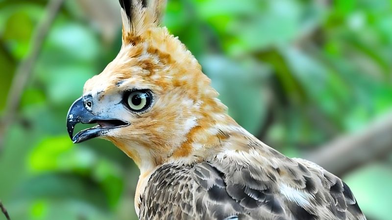 Baru Menetas, Elang Jawa di TNGHS Diberi Nama Garda Nusantara, Apa Filosofinya?