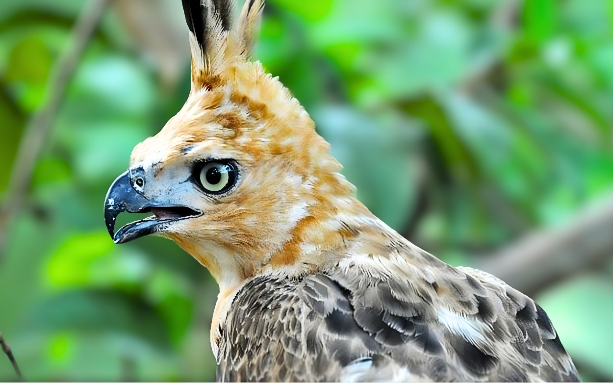 Baru Menetas, Elang Jawa di TNGHS Diberi Nama Garda Nusantara, Apa Filosofinya?