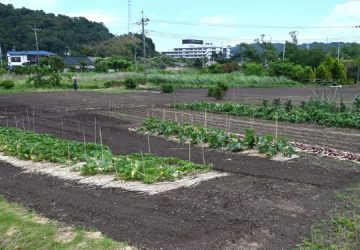 Lahan Kosong? Jangan Dibiarkan Nganggur