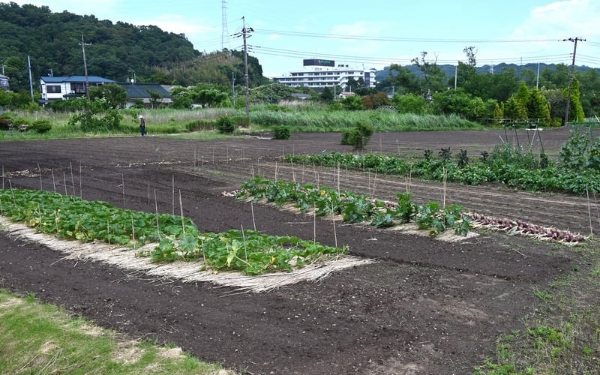 Lahan Kosong? Jangan Dibiarkan Nganggur