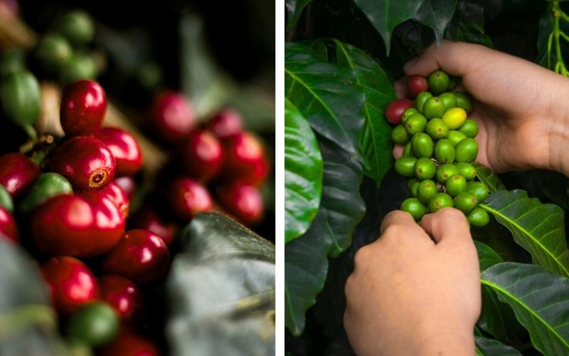 Jejak Emisi dari Secangkir Kopi, Anda pun Ikut Berkontribusi