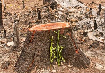 Guru Besar UGM Ini Bedah 462 Kasus Lingkungan RI di London, Apa Akar Masalahnya?