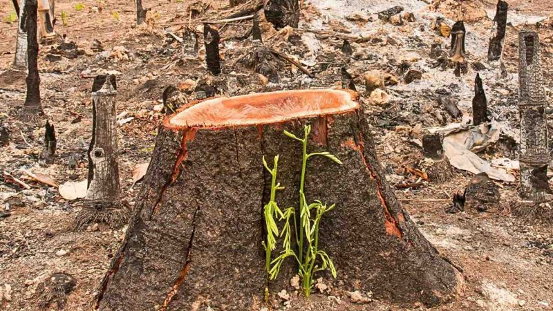Guru Besar UGM Ini Bedah 462 Kasus Lingkungan RI di London, Apa Akar Masalahnya?