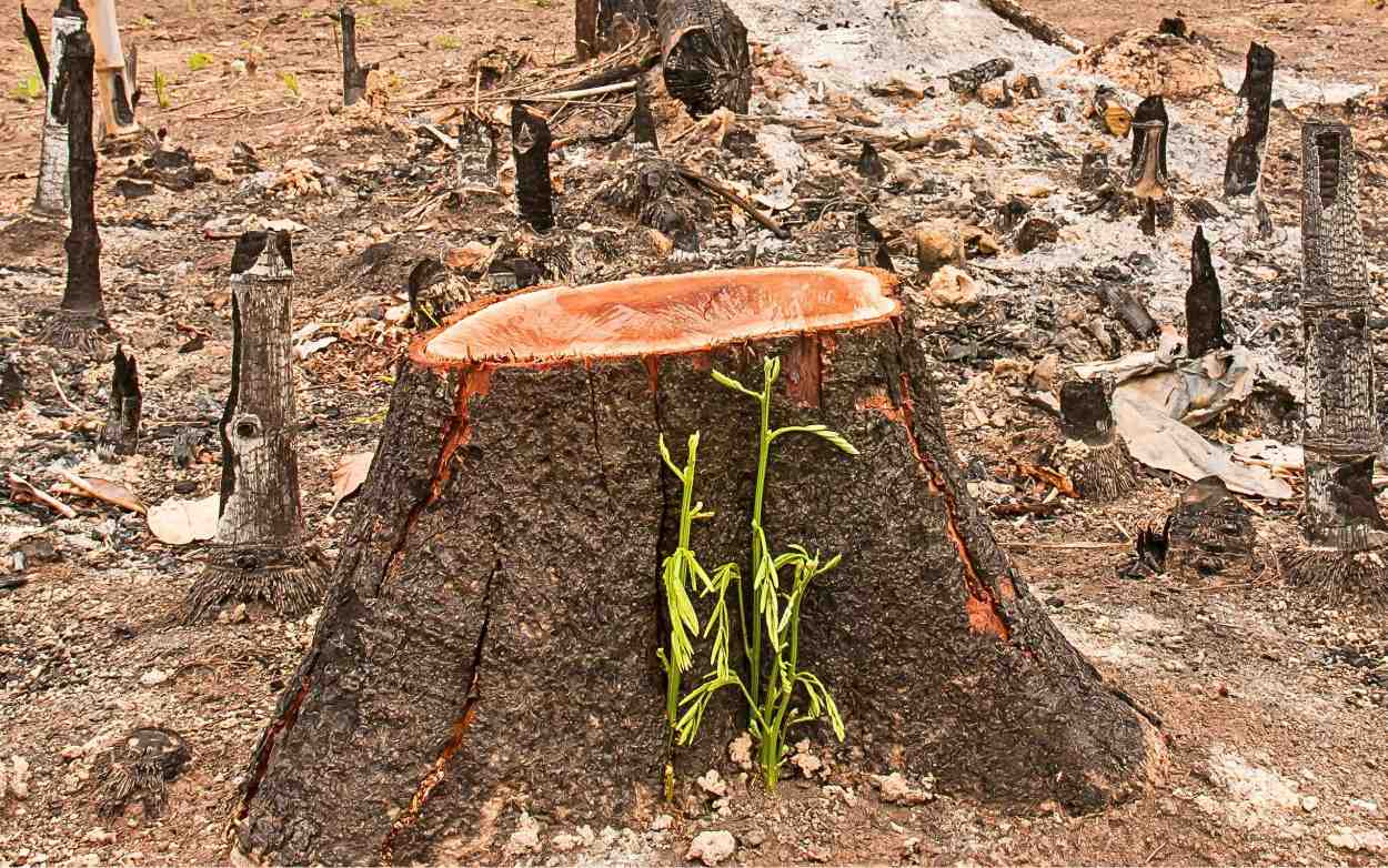 Guru Besar UGM Ini Bedah 462 Kasus Lingkungan RI di London, Apa Akar Masalahnya?