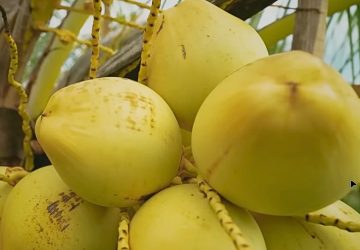 Kok Bisa Kelapa Kopyor di Bantul Panen Nggak Kenal Musim?