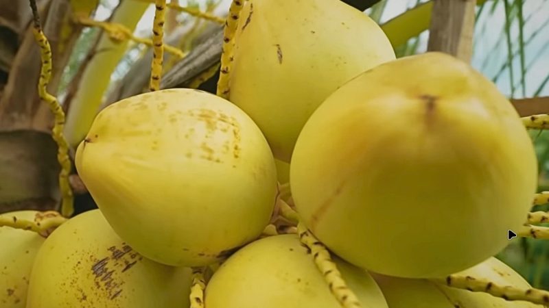 Kok Bisa Kelapa Kopyor di Bantul Panen Nggak Kenal Musim?