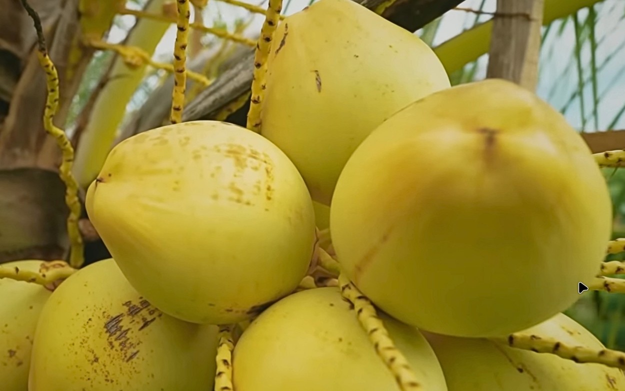 Kok Bisa Kelapa Kopyor di Bantul Panen Nggak Kenal Musim?