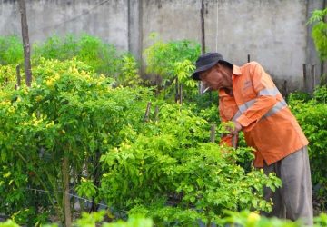 Menyulap Lahan Nganggur di Kompleks Perumahan Jadi Asa Ketahanan Pangan