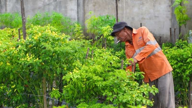 Menyulap Lahan Nganggur di Kompleks Perumahan Jadi Asa Ketahanan Pangan