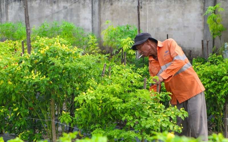 Wujudkan Harapan, Menyulap Lahan Nganggur di Kompleks Perumahan Jadi Asa Ketahanan Pangan