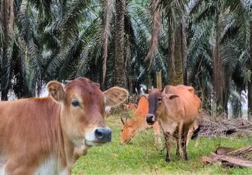 Double Cuan Sawit-Sapi Terintegrasi, Pemilik Kebun Dapat Pupuk Gratis, Peternak Dapat Pakan Gratis