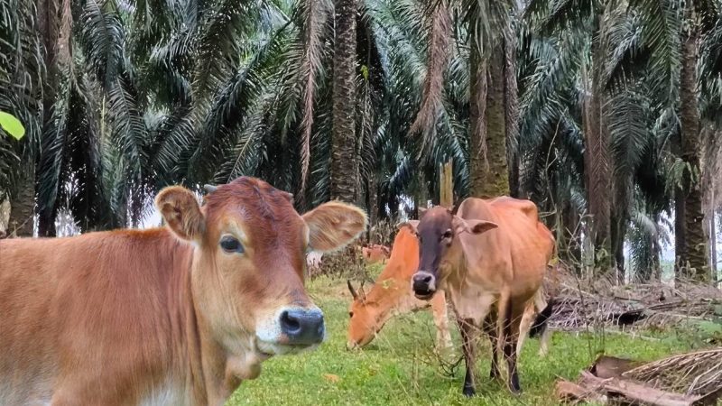 Double Cuan Sawit-Sapi Terintegrasi, Pemilik Kebun Dapat Pupuk Gratis, Peternak Dapat Pakan Gratis