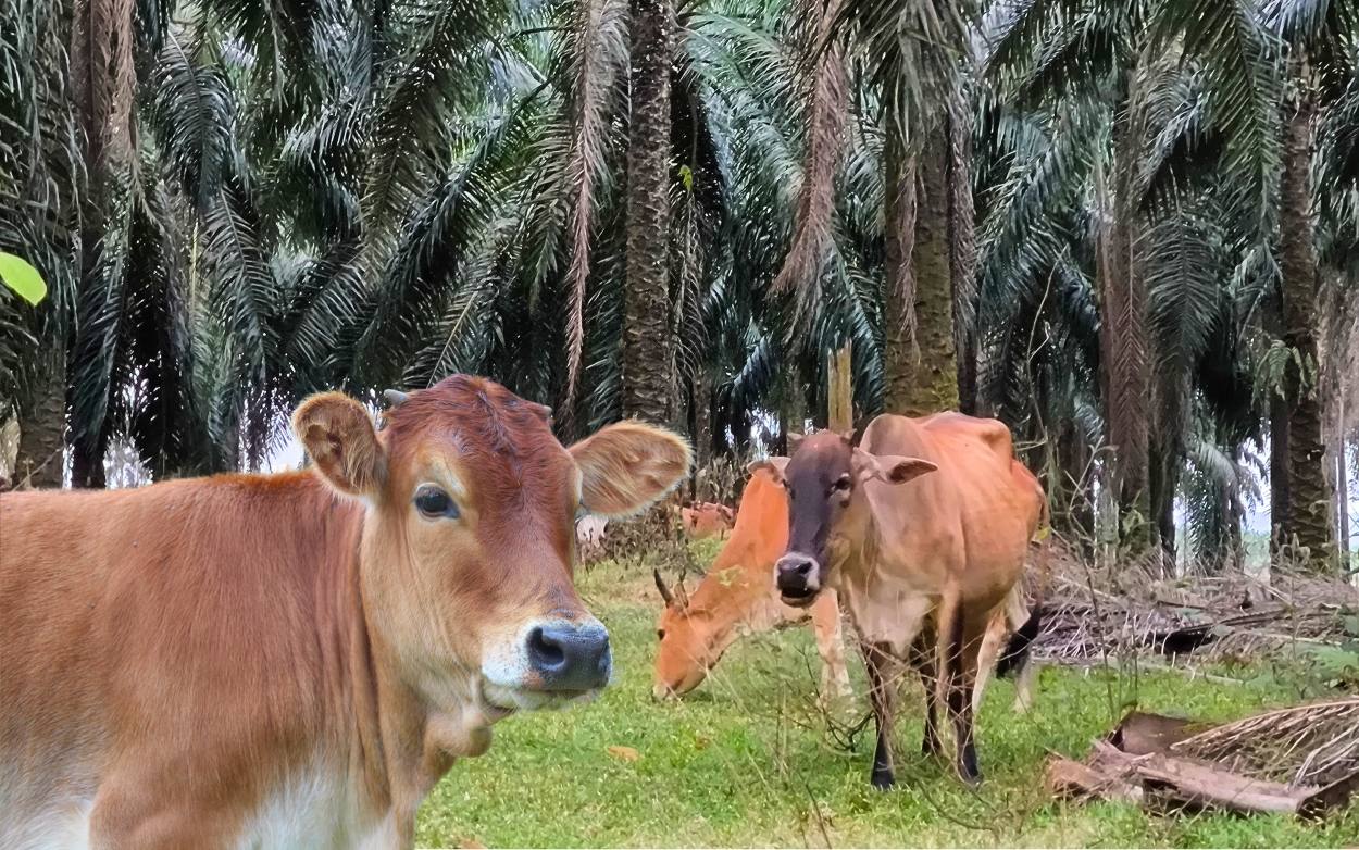 Double Cuan Sawit-Sapi Terintegrasi, Pemilik Kebun Dapat Pupuk Gratis, Peternak Dapat Pakan Gratis