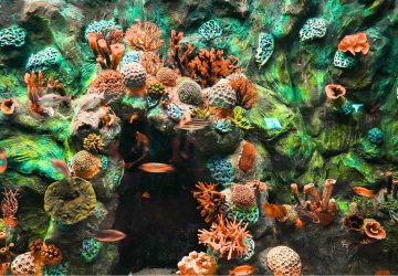 Peta Ekosistem Lingkungan Indonesia Semakin Kuat dengan Penemuan 51 Spesies Baru Sepanjang 2025