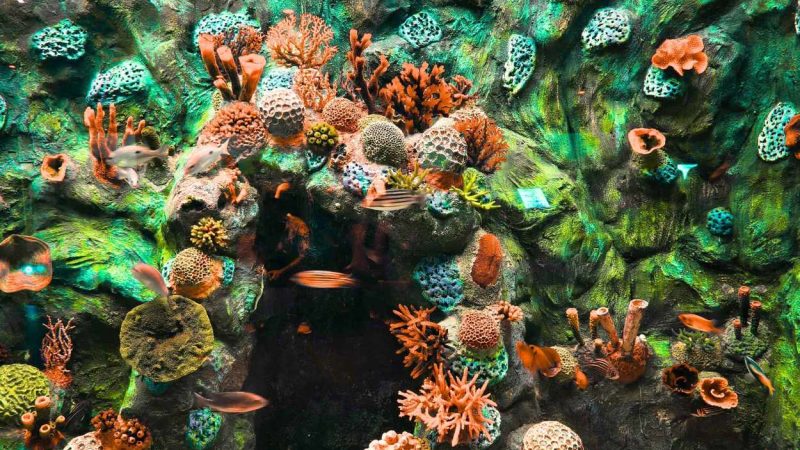 Peta Ekosistem Lingkungan Indonesia Semakin Kuat dengan Penemuan 51 Spesies Baru Sepanjang 2025