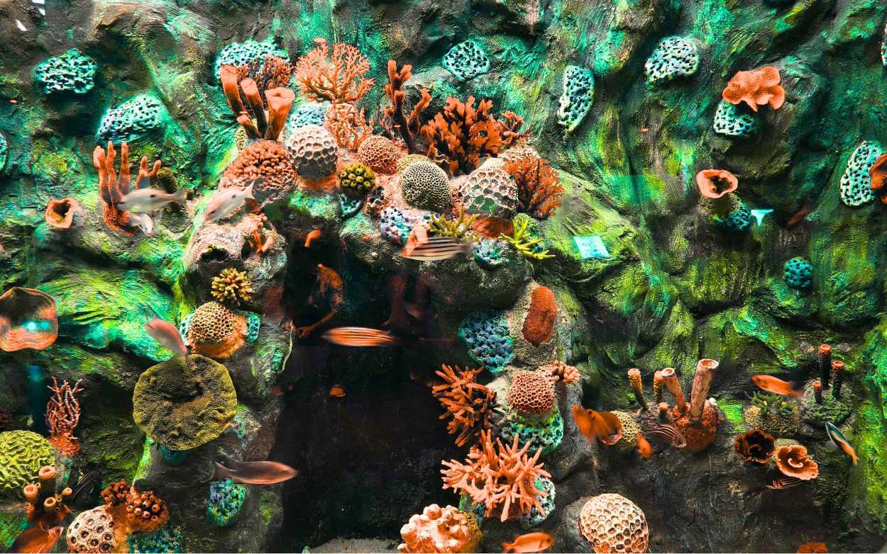 Peta Ekosistem Lingkungan Indonesia Semakin Kuat dengan Penemuan 51 Spesies Baru Sepanjang 2025