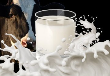 Biar Susu Kita Nggak Impor Terus!