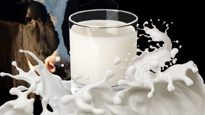 Biar Susu Kita Nggak Impor Terus!