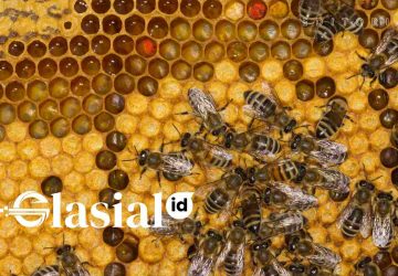 Paradoks Industri Madu Indonesia, Kaya Hutan Namun Miskin Produksi