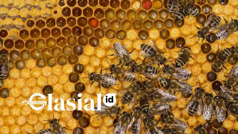 Paradoks Industri Madu Indonesia, Kaya Hutan Namun Miskin Produksi