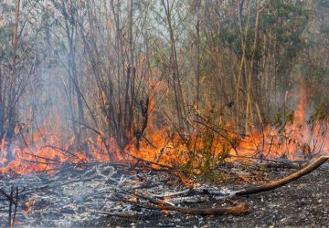 Sebahaya Apa Ancaman El Nino Godzila, Benarkah Bisa Meluluhlantahkan Lahan Gambut?