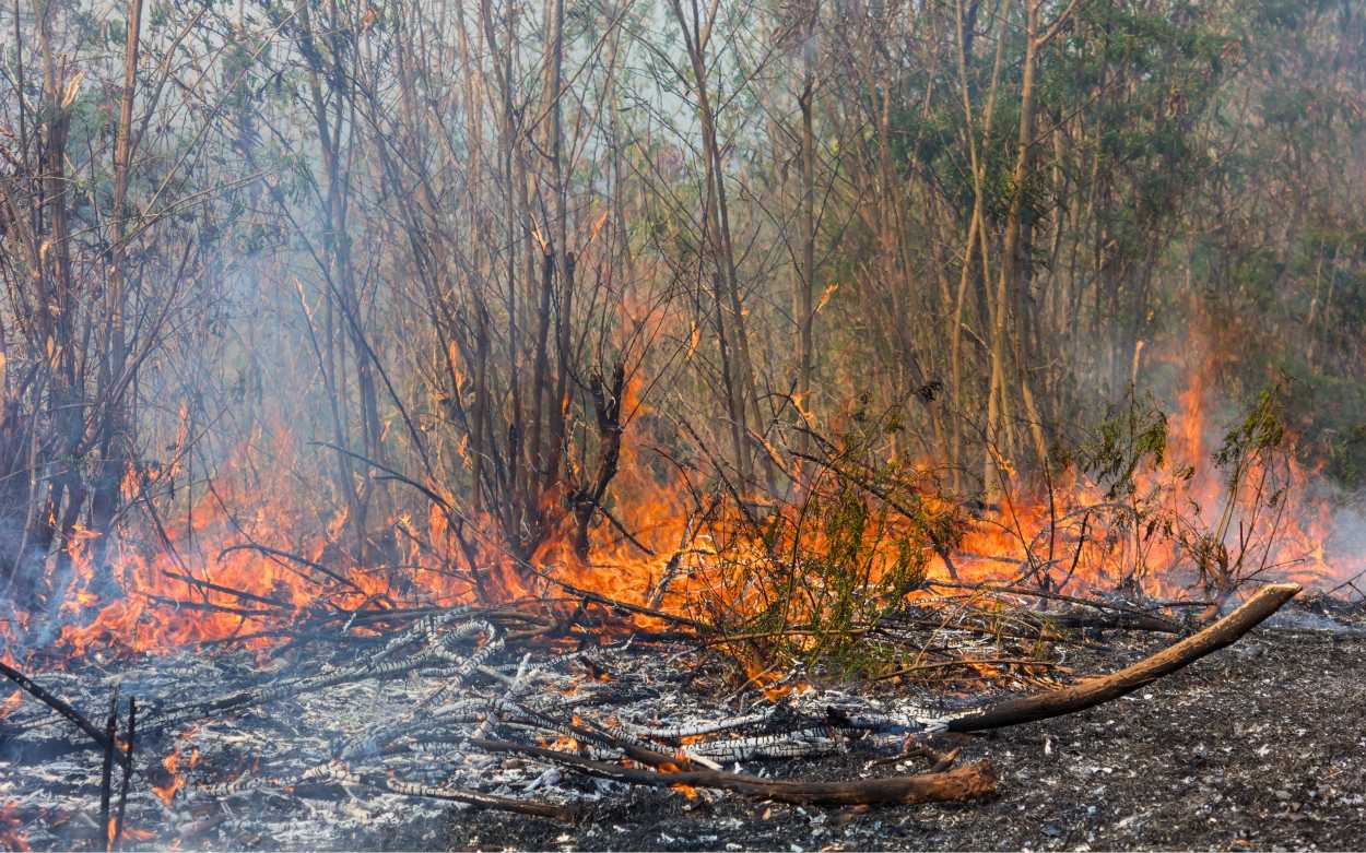 Sebahaya Apa Ancaman El Nino Godzila, Bisakah Meluluhlantahkan Lahan Gambut?
