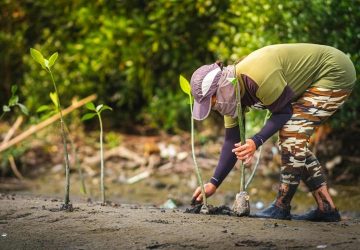 Hutan Mangrove, Benarkan Benteng Pesisir Indonesia Itu Kian Rentan?