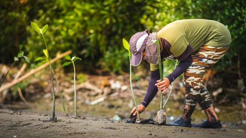 Hutan Mangrove, Benarkan Benteng Pesisir Indonesia Itu Kian Rentan?