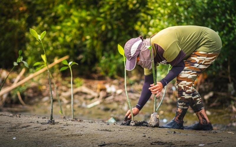 Hutan Mangrove, Benarkan Benteng Pesisir Indonesia Itu Kian Rentan?