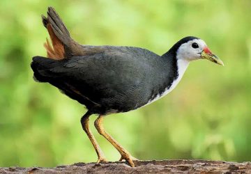 Burung Ruak-ruak Berpotensi Jadi Sumber Daging Fungsional Baru