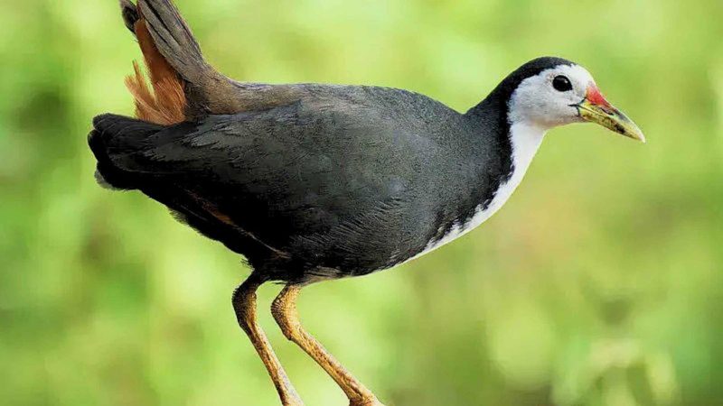Burung Ruak-ruak Berpotensi Jadi Sumber Daging Fungsional Baru