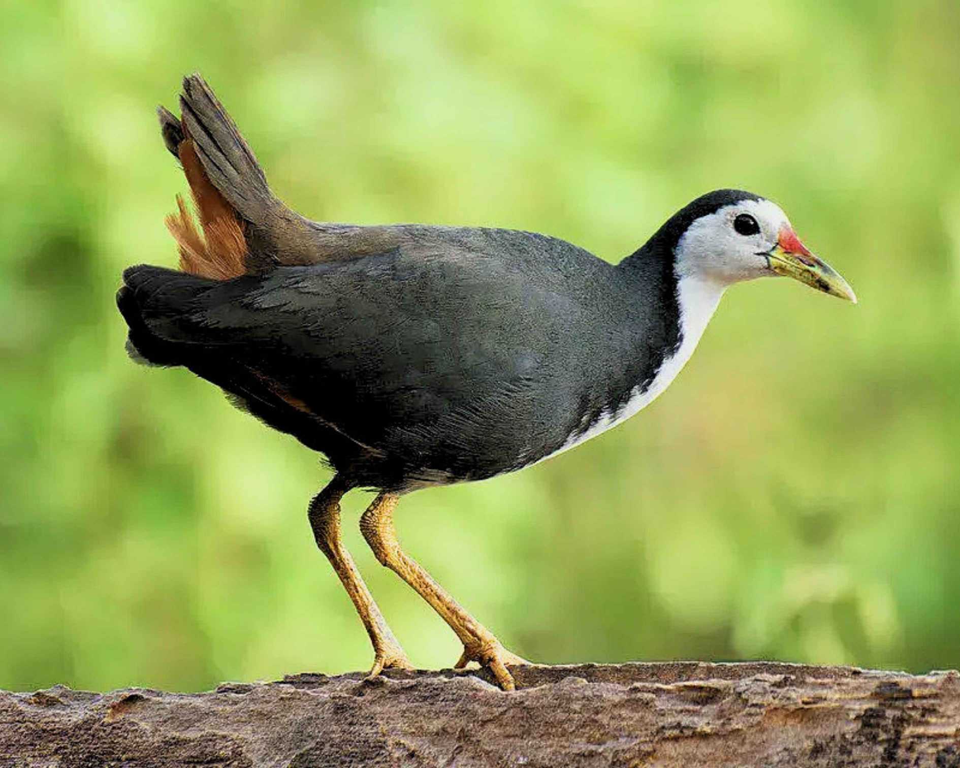 Burung Ruak-ruak Berpotensi Jadi Sumber Daging Fungsional Baru