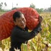 FAO: Potensi Naik Tajam Minyak Nabati saat Harga Komoditas Pangan Dunia Naik Berturut-turut