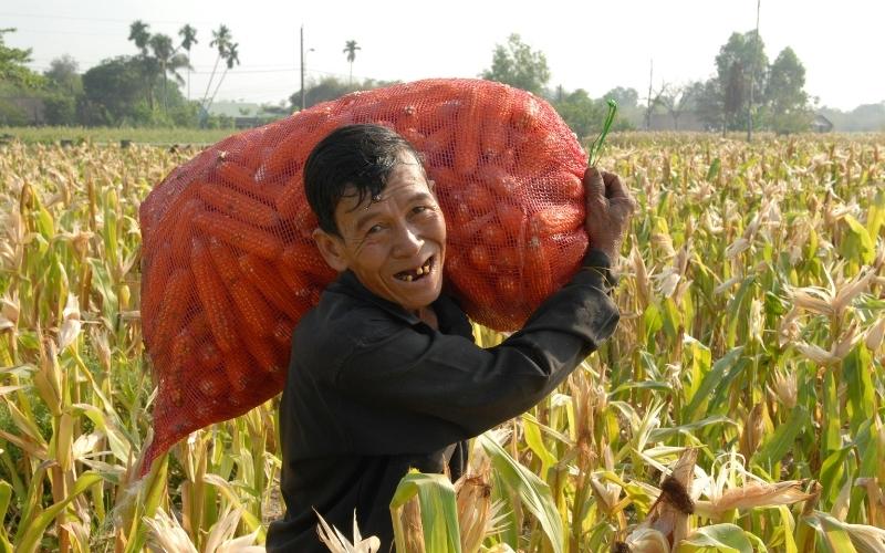 FAO: Potensi Naik Tajam Minyak Nabati saat Harga Komoditas Pangan Dunia Naik Berturut-turut