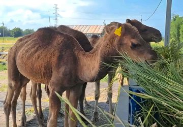 Faisal Beternak Unta untuk Kurban Idul Adha