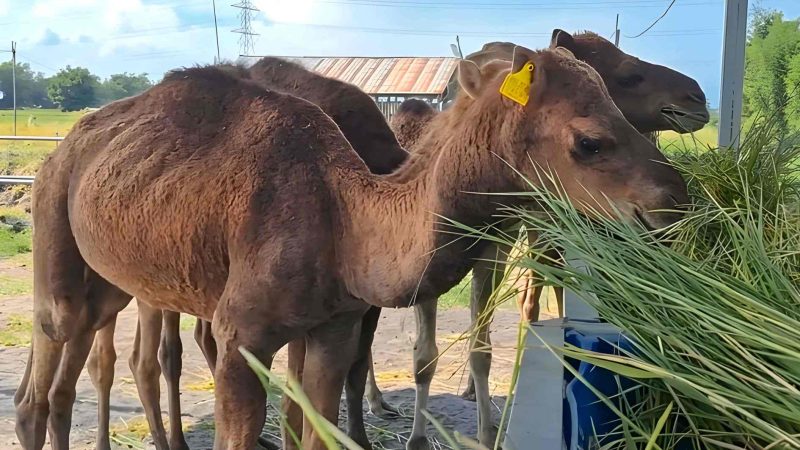 Faisal Beternak Unta untuk Kurban Idul Adha