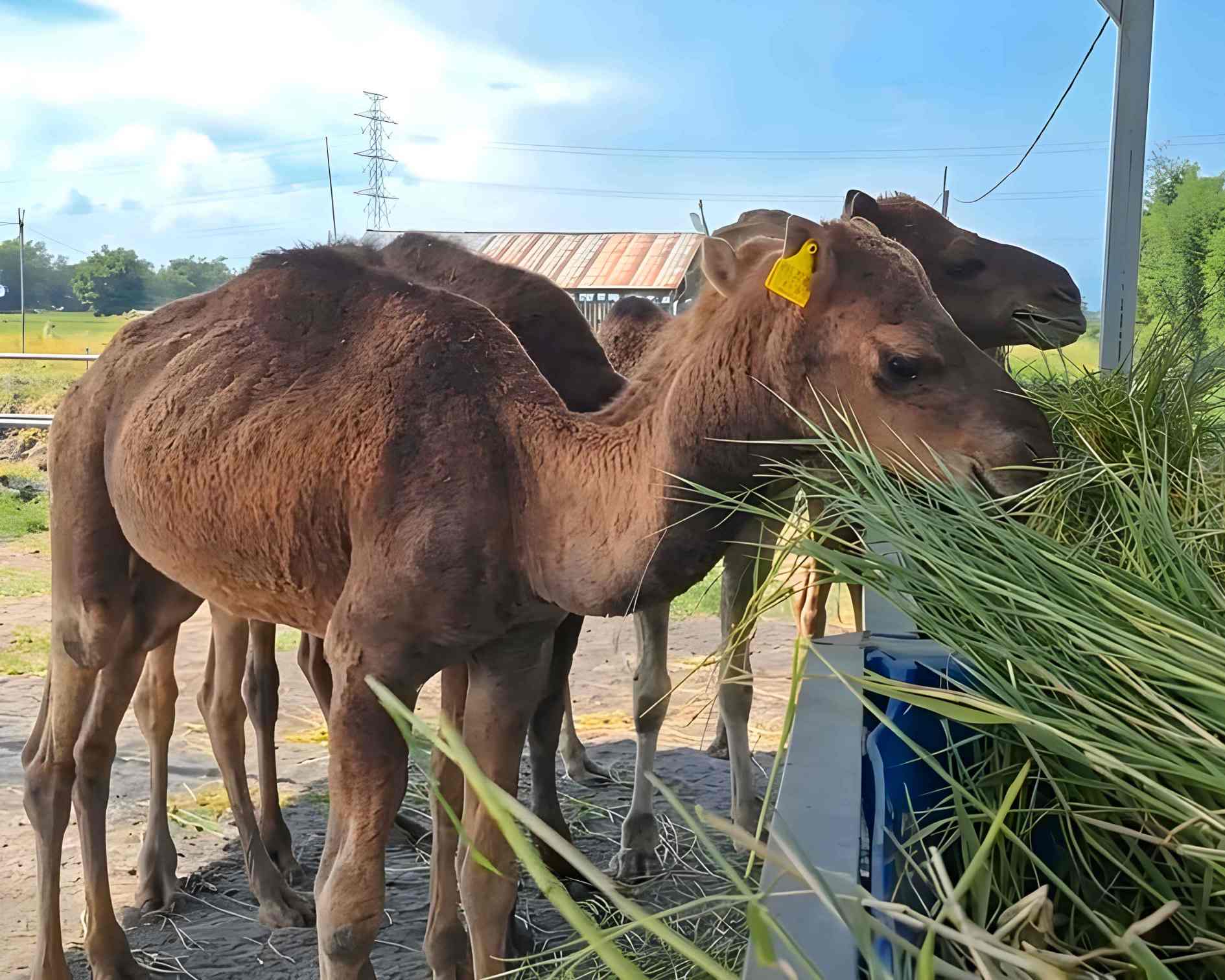 Faisal Beternak Unta untuk Kurban Idul Adha